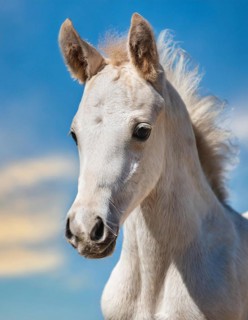 KI generated, A white foal, portrait, blue sky, horses, grey foal
