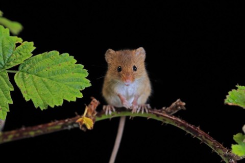 Eurasian harvest mouse (Micromys minutus), adult, on plant stalk, foraging, at night, Scotland,