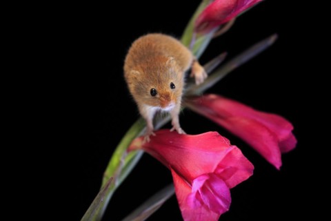 Eurasian harvest mouse (Micromys minutus), adult, on plant stem, flowering, foraging, at night,
