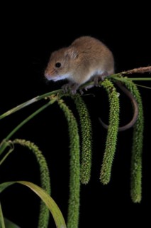Eurasian harvest mouse (Micromys minutus), adult, on plant stalks, ears of corn, foraging, at