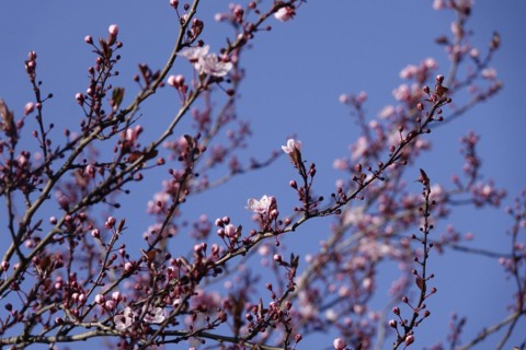 Beautiful blossom of an ornamental cherry, March, Germany, Europe