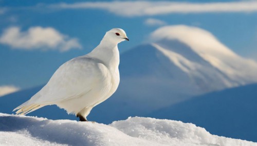 KI generated, A rock ptarmigan foraging in winter, white plumage, (Lagos muta), pheasants