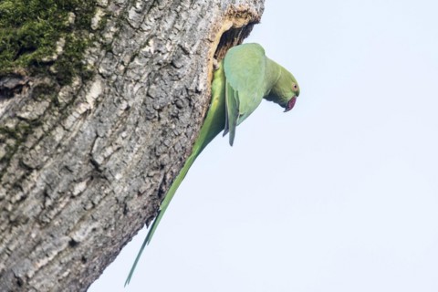 Rose-ringed parakeet (Psittacula krameri), Speyer, Rhineland-Palatinate, Germany, Europe