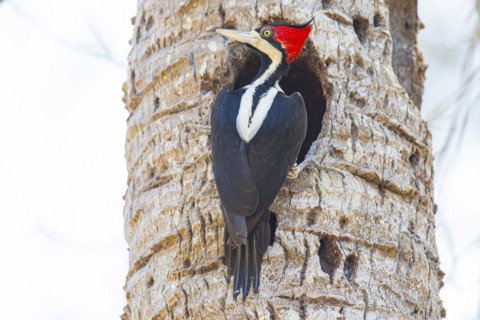 Crimson-crested woodpecker (Campephilus melanoleucos) Pantanal Brazil