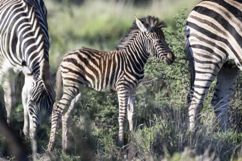 Plains zebra (Equus quagga) foal, Madikwe Game Reserve, North West Province, South Africa, RSA,