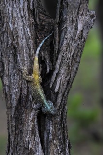 Blue-throated Agama (Acanthocercus atricollis), Madikwe Game Reserve, North West Province, South