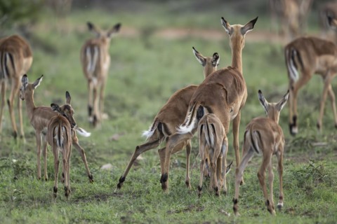 Black Heeler Antelope or Impala (Aepyceros melampus) herd with young, nursery, Madikwe Game