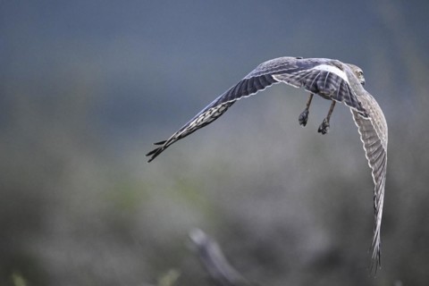 Silver Singing Goshawk, also known as pale chanting goshawk (Melierax canorus) juvenile, Madikwe