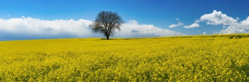 Old English oak (Quercus robur), on the Hoedinger Berg, Hoedingen, Lake Constance district, Upper