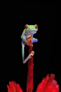 Red-eyed tree frog (Agalychnis callidryas), adult, on bromeliad, captive, Central America