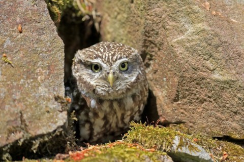 Little owl (Athene noctua), (Tyto alba), adult, at breeding den, alert, portrait, Lowick,
