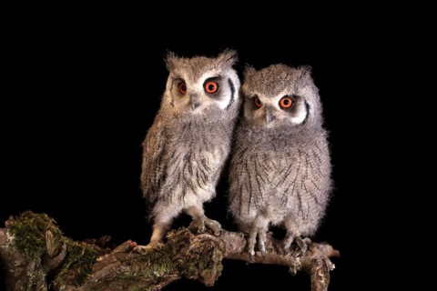 Southern white-faced owl (Ptilopsis granti), juvenile, two juveniles, siblings, at night, on guard,
