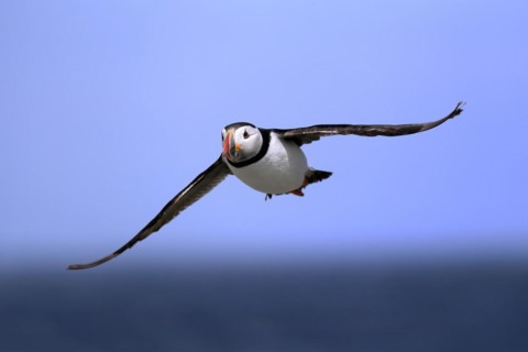 Puffin (Fratercula arctica), adult, flying, Farne Islands, England, Great Britain