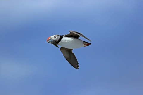 Puffin (Fratercula arctica), adult, flying, with sand eels, with food, Faroe Islands, England,