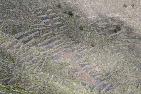 Agriculture terraced landscape seen from the Mirador del Guinate, Haria, Lanzarote, Canary Islands,