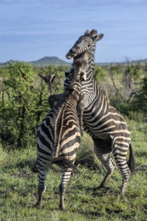 Plains zebra (Equus quagga) 2 stallions fighting, Madikwe Game Reserve, North West Province, South