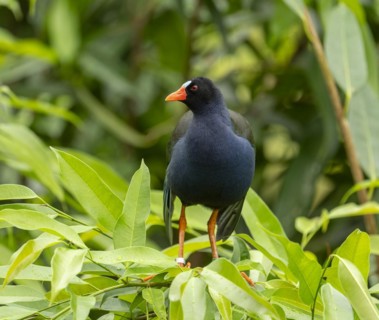 Allen's gallinule (Porphyrio alleni), male, occurring in sub-Saharan Africa, captive, Germany,