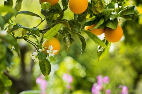 Blooming orange tree, Fornalutx, Serra de Tramuntana, Majorca, Balearic Islands, Spain, Europe