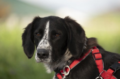 Domestic dog (Canis lupus familiaris), mixed-breed, male, animal welfare, animal welfare dog,