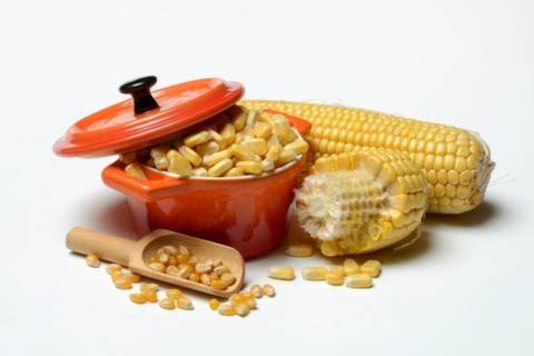 Fresh maize kernels in pots and dried maize kernels in scoops, corn (Zea mays)