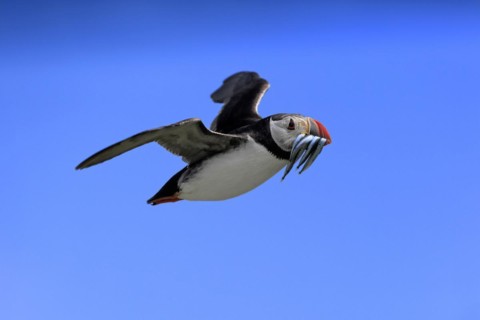 Puffin (Fratercula arctica), adult, flying, with sand eels, with food, Faroe Islands, England,