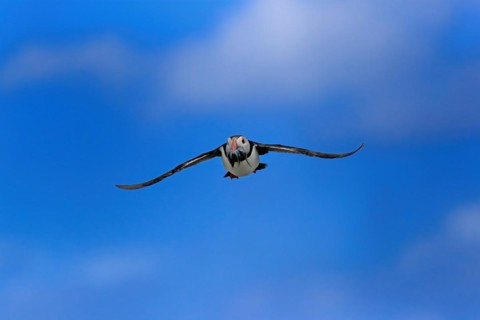 Puffin (Fratercula arctica), adult, flying, with sand eels, with food, Faroe Islands, England,
