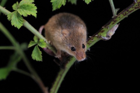 Eurasian harvest mouse (Micromys minutus), adult, on plant stalk, foraging, at night, Scotland,