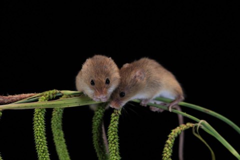 Eurasian harvest mouse (Micromys minutus), adult, two, pair, on plant stalks, spikes, foraging, at