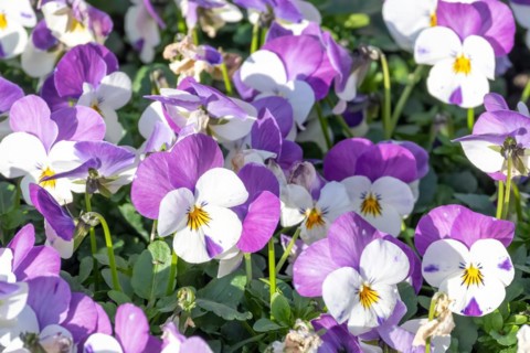 Colourful pansies in purple and white with a lively appearance