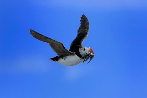 Puffin (Fratercula arctica), adult, flying, with sand eels, with food, Faroe Islands, England,