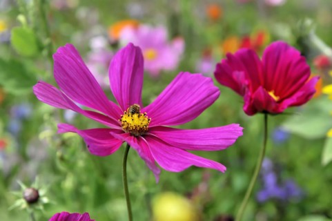 A pink flower with a yellow centre (Cosmea bipinnata), Cosmea, and an insect on the petals,