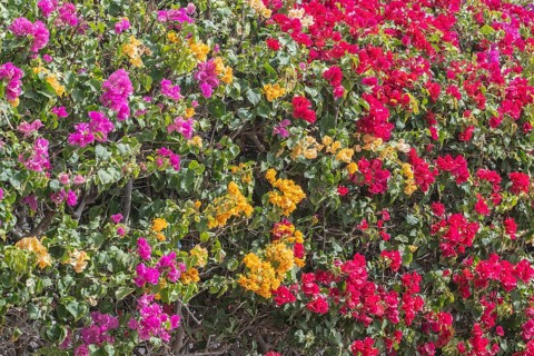 Bougainvillea, Lanzarote, Canary Islands, Spain, Europe