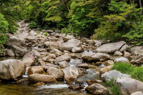 A serene river flows through rocks surrounded by a landscape of green leaves, in South Korea