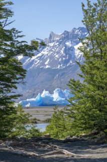Riverside forest with view of iceberg on Lago Grey, Torres del Paine National Park, Parque Nacional