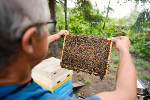 Fantastic beehive producing honey, nature, man and bee, sweet honey, honeycomb, nectar, beekeeping,