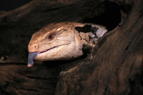 Indonesian blue-tongued skink (Tiliqua gigas), adult, portrait, on tree, captive, tongues,