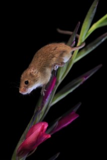 Eurasian harvest mouse (Micromys minutus), adult, on plant stem, flowering, foraging, at night,