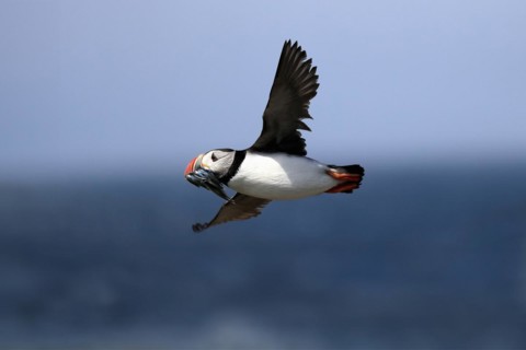 Puffin (Fratercula arctica), adult, flying, with sand eels, with food, Faroe Islands, England,