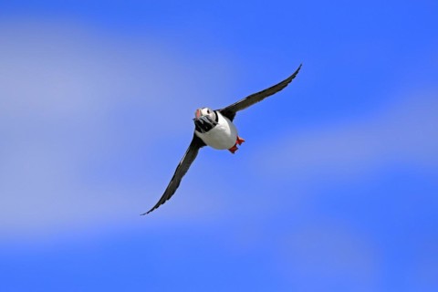 Puffin (Fratercula arctica), adult, flying, with sand eels, with food, Faroe Islands, England,