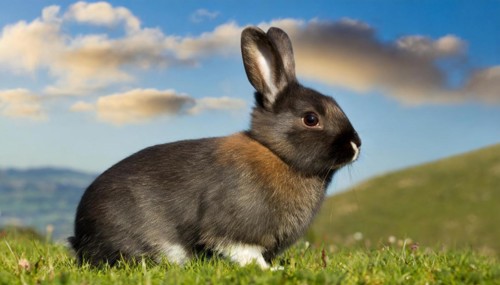 KI generated, A colourful dwarf rabbit in a meadow in summer, side view, (Brachylagus idahoensis)