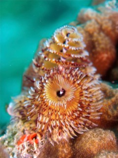 Christmas tree worm (Spirobranchus giganteus), dive site John Pennekamp Coral Reef State Park, Key