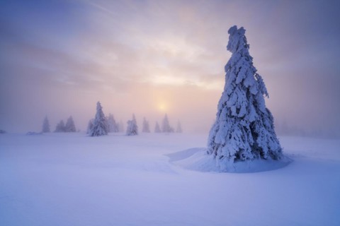Winter on the Feldberg at sunrise, Breisgau-Hochschwarzwald district, Baden-Wuerttemberg, Germany,