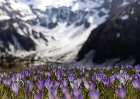 Crocuses (Crocus), spring, snow, meadow