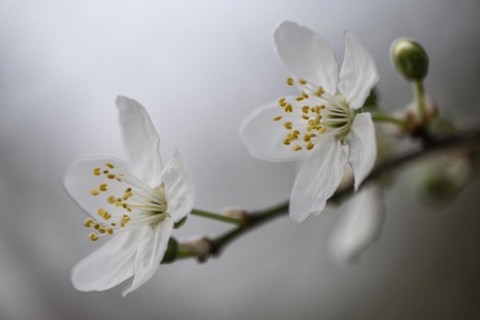Myrobolane (Prunus cerasifera), blossom, Speyer, Rhineland-Palatinate, Germany, Europe