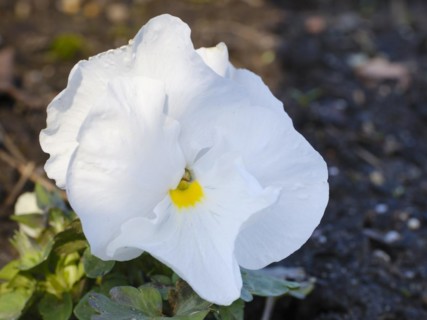 White pansy, violet (Viola), early bloomer, close-up, North Rhine-Westphalia, Germany, Europe