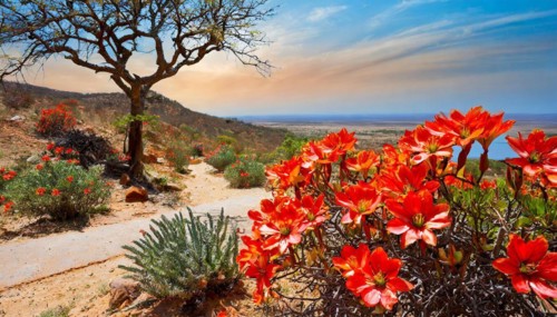 KI generated, The desert in Namaqualand blooms in August and September each year, Namibia, Africa
