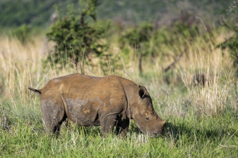 White rhinoceros (Ceratotherium simum) juvenile approx. 1 year old, Madikwe Game Reserve, North
