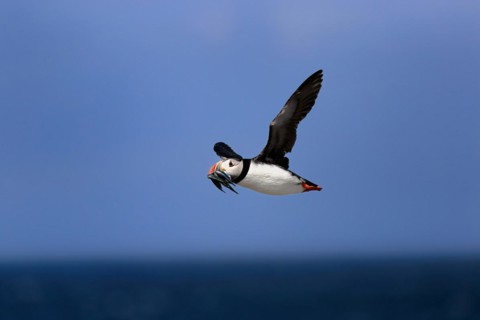 Puffin (Fratercula arctica), adult, flying, with sand eels, with food, Faroe Islands, England,