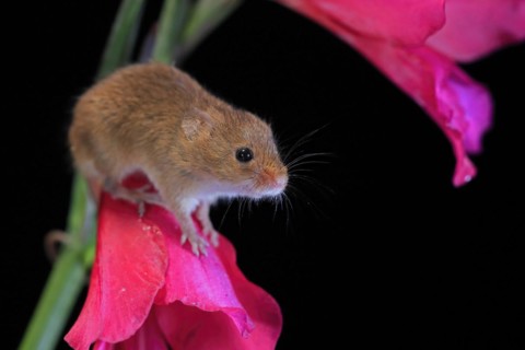 Eurasian harvest mouse (Micromys minutus), adult, on plant stem, flowering, foraging, at night,