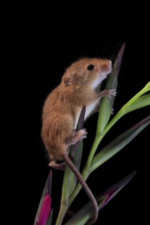 Eurasian harvest mouse (Micromys minutus), adult, on plant stem, flowering, foraging, at night,